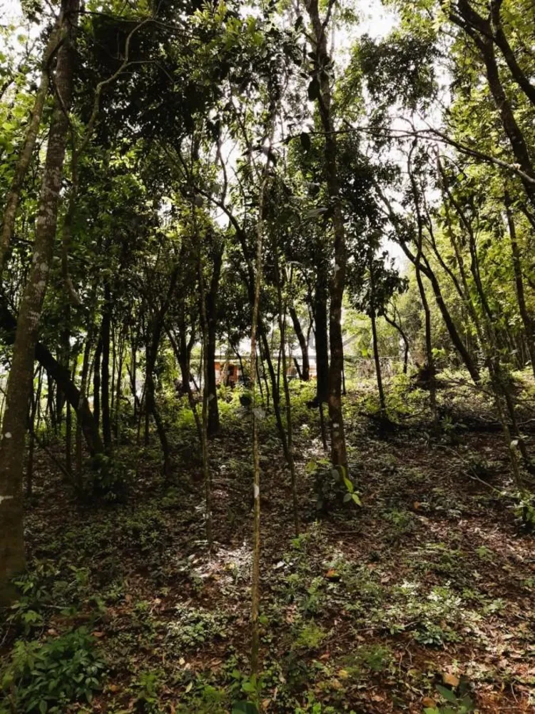 Chácara, 3000 m² - Foto 6