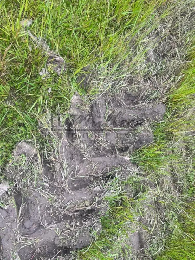 Fazenda, 60 m² - Foto 1