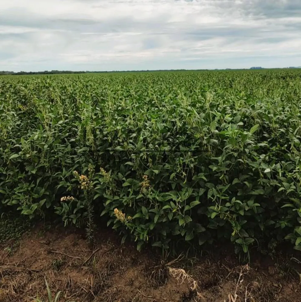 Fazenda, 428 m² - Foto 3