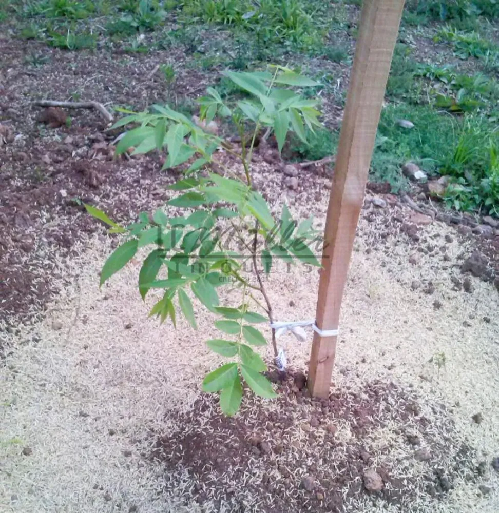 Fazenda, 20 m² - Foto 7