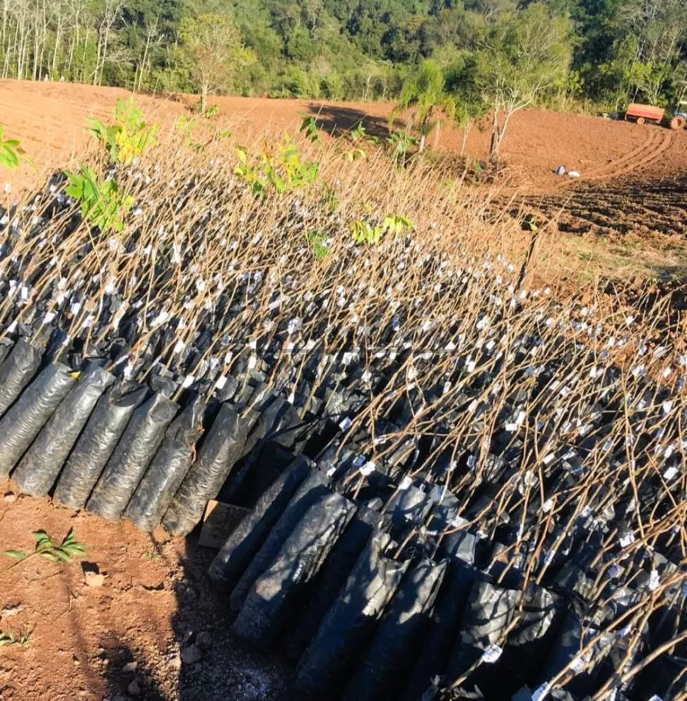 Fazenda, 20 m² - Foto 5