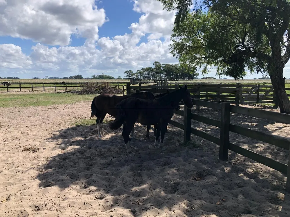 Fazenda, 2300 m² - Foto 20