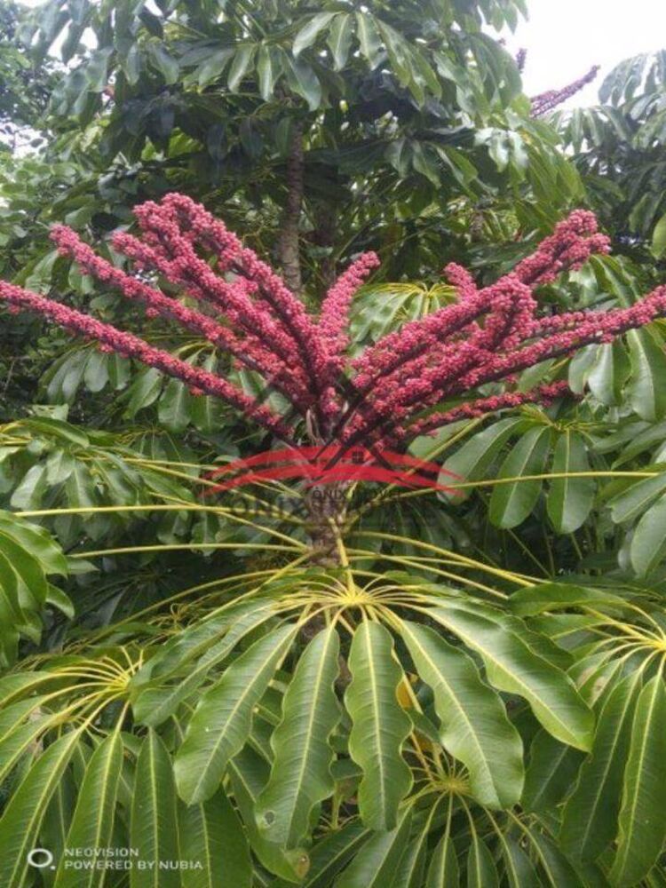 Chácara, 2 quartos, 6472 m² - Foto 3