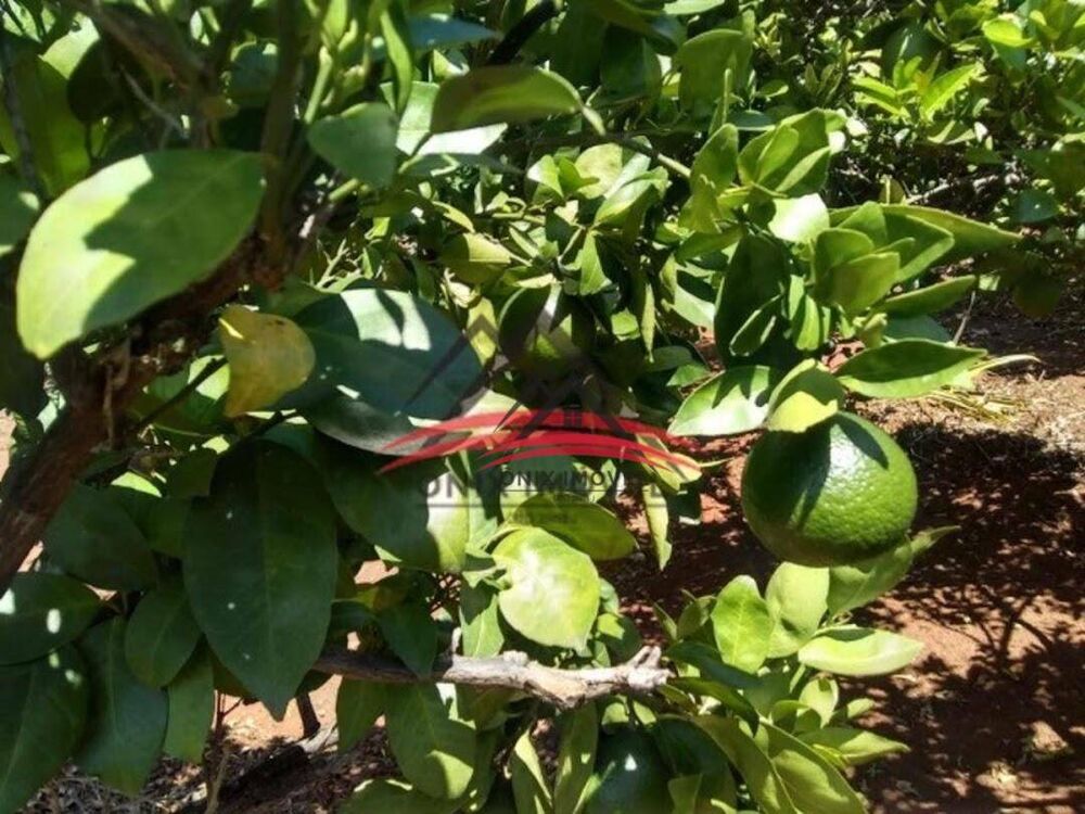 Chácara, 3 quartos, 1200 m² - Foto 9