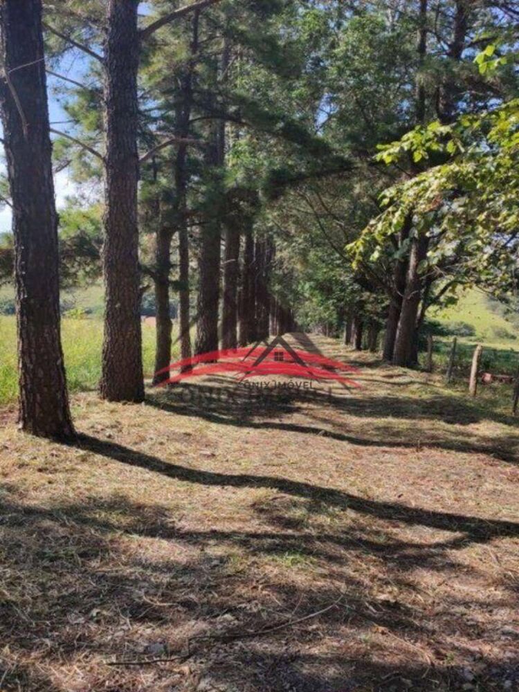 Sítio, 3 quartos, 2 hectares - Foto 3