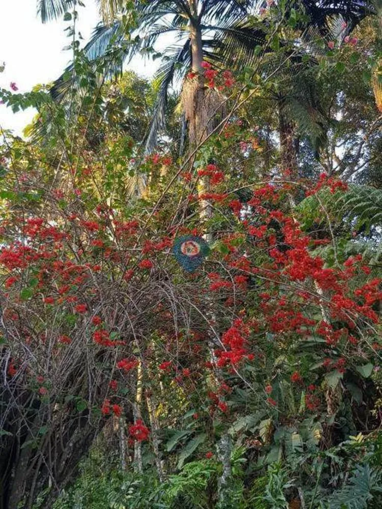 Chácara, 5 quartos, 210 hectares - Foto 42