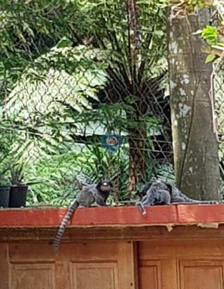 Chácara, 5 quartos, 210 hectares - Foto 25