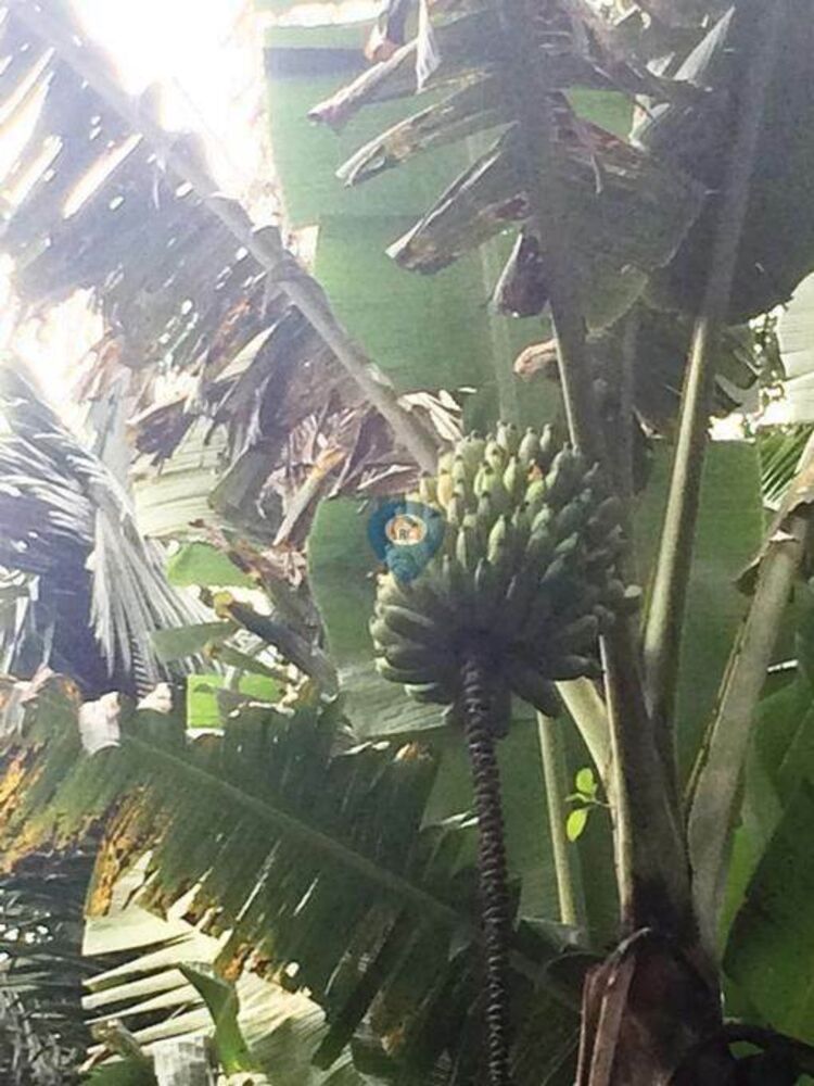 Chácara, 5 quartos, 210 hectares - Foto 28