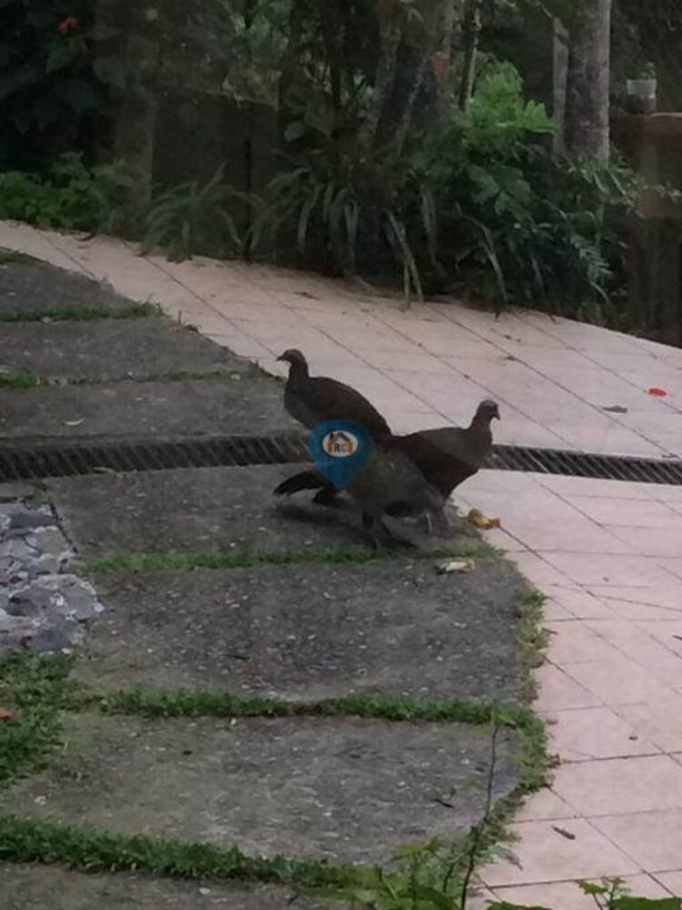 Chácara, 5 quartos, 210 hectares - Foto 26