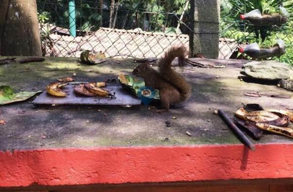 Chácara, 5 quartos, 210 hectares - Foto 24