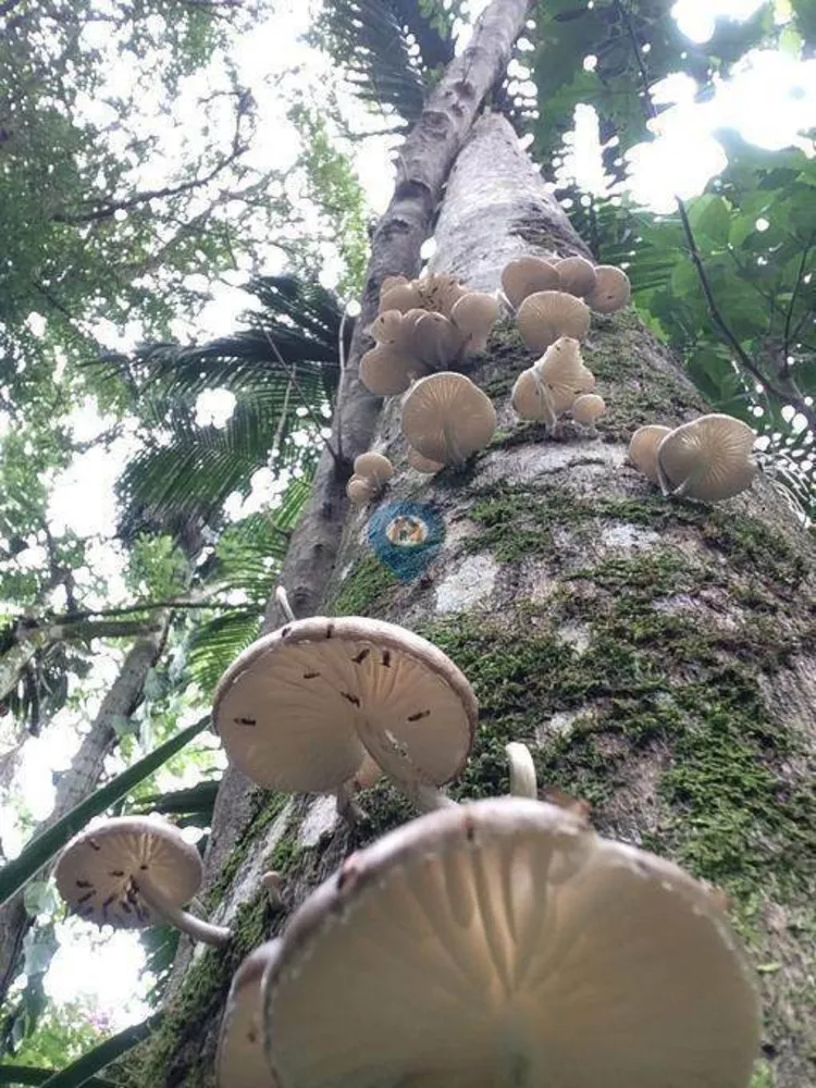 Chácara, 5 quartos, 210 hectares - Foto 44
