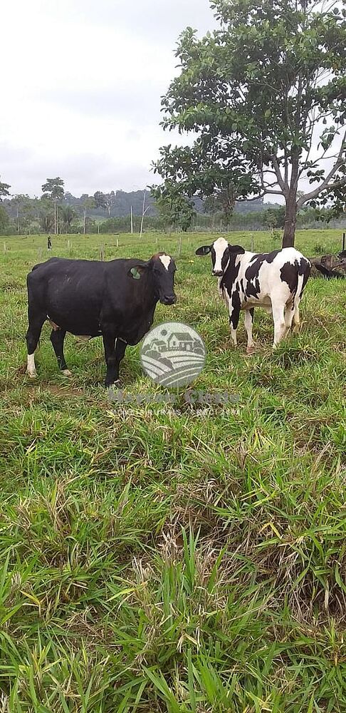 Sítio, 170000 m² - Foto 8