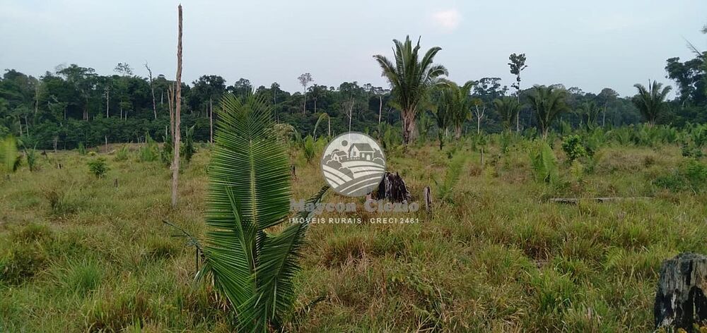 Sítio, 242000 m² - Foto 7