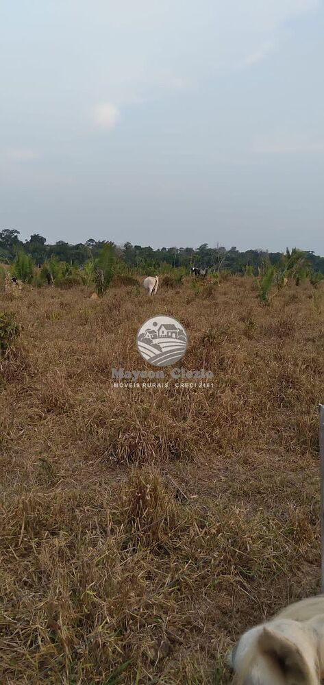 Sítio, 242000 m² - Foto 14