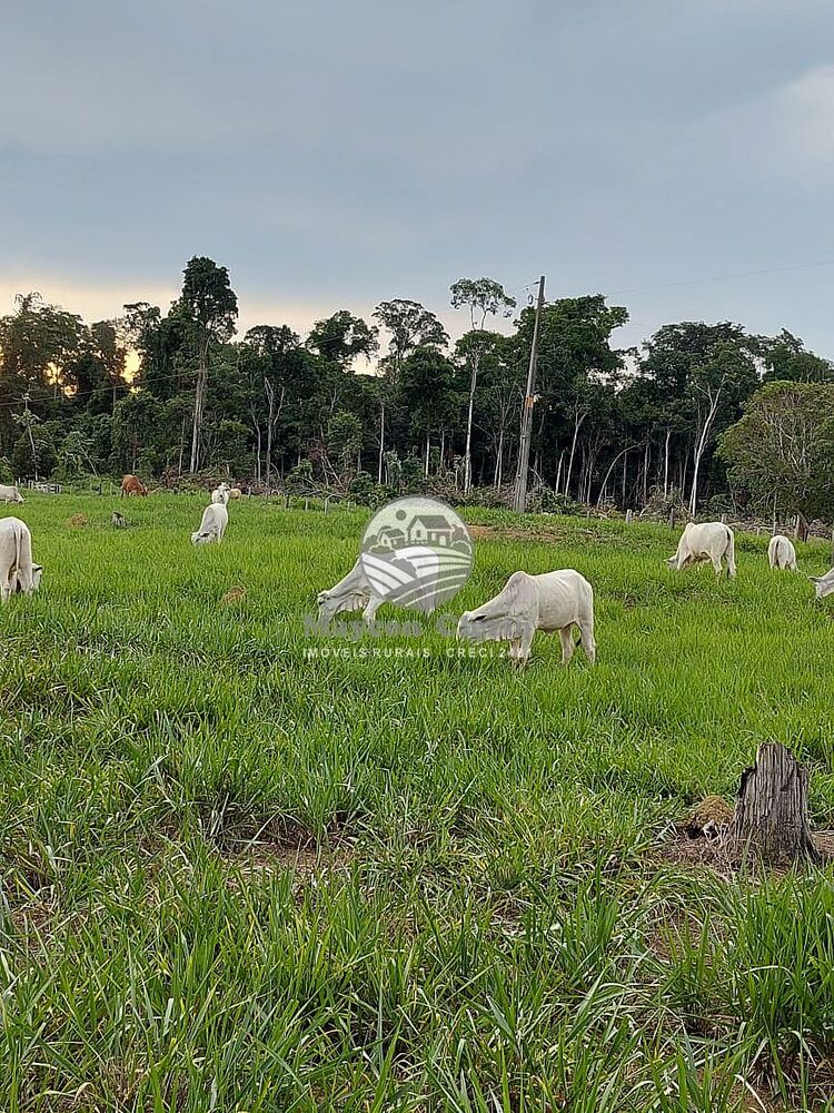 Fazenda-Sítio-Chácara - Foto 8