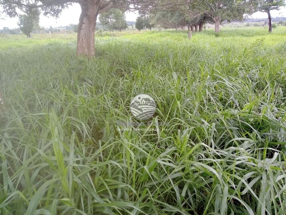 Sítio, 266000 m² - Foto 14