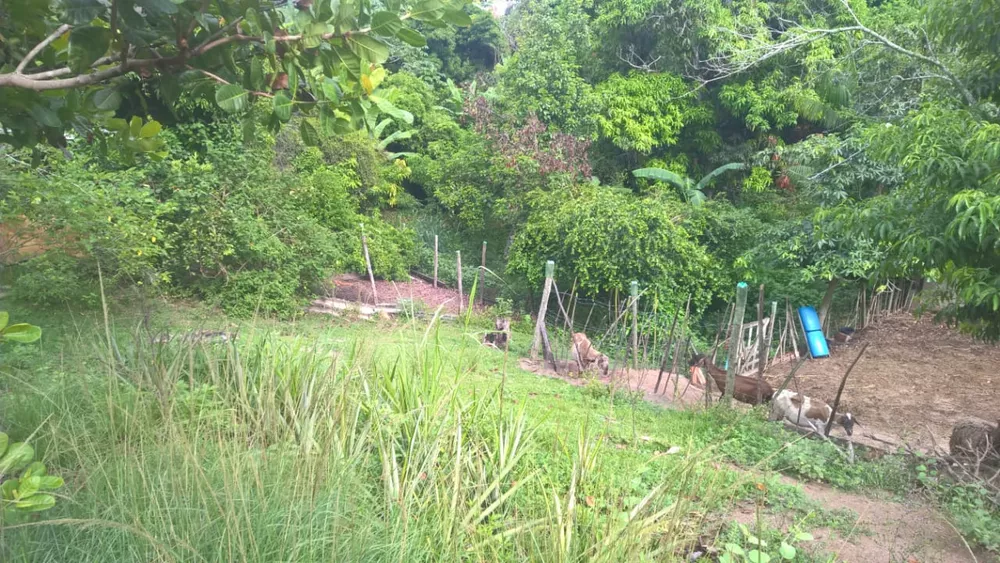 Chácara, 3 quartos - Foto 14