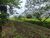 Terreno, 2 hectares - Foto 4