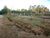 Terreno, 3089 m² - Foto 3