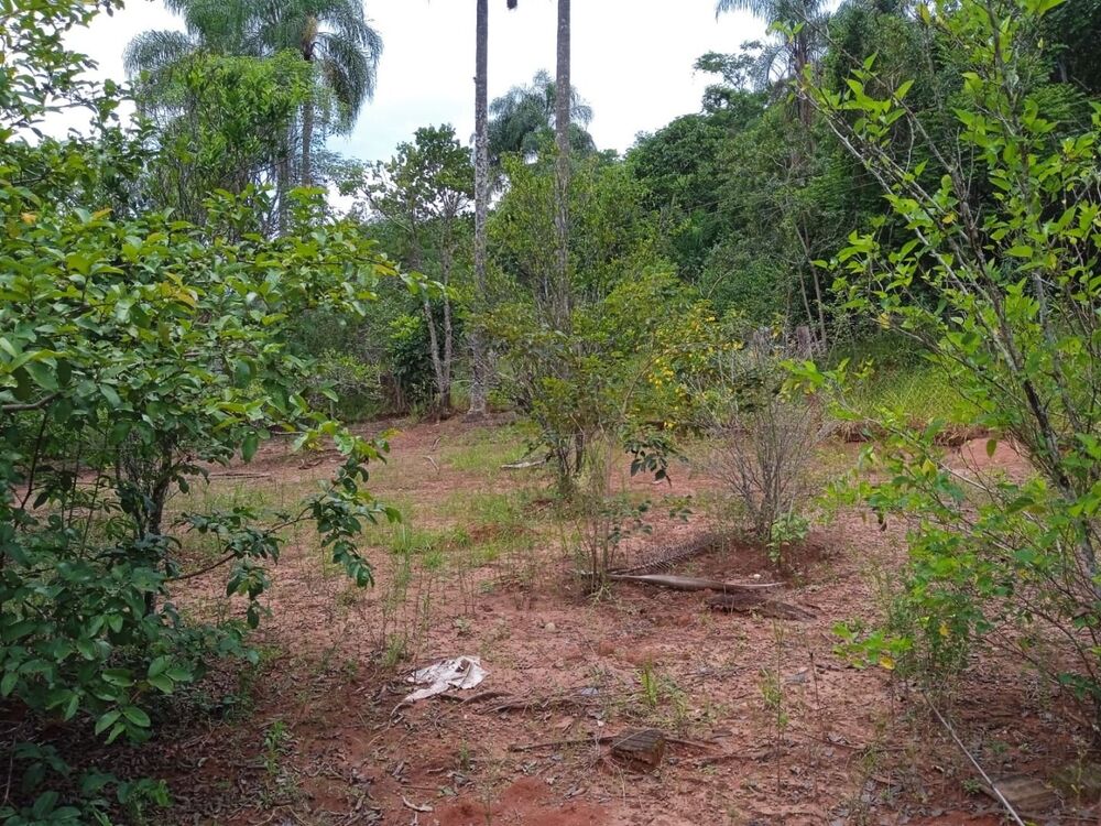 Sítio à venda com 4 quartos, 145000M2 - Foto 4