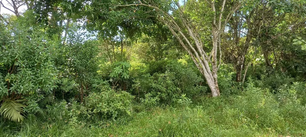 Terreno, 1000 m² - Foto 4