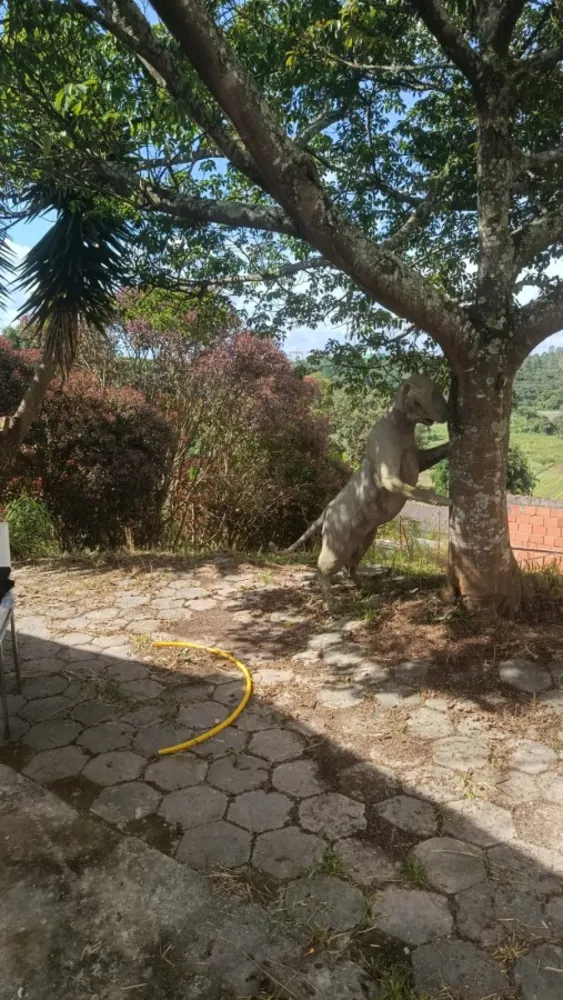 Chácara, 2 quartos, 1000 m² - Foto 14