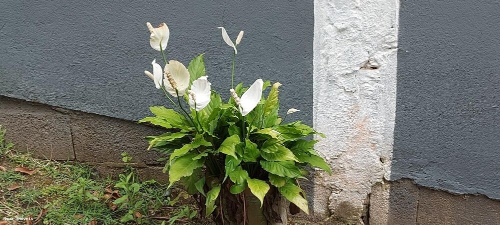 Casa, 3 quartos - Foto 12