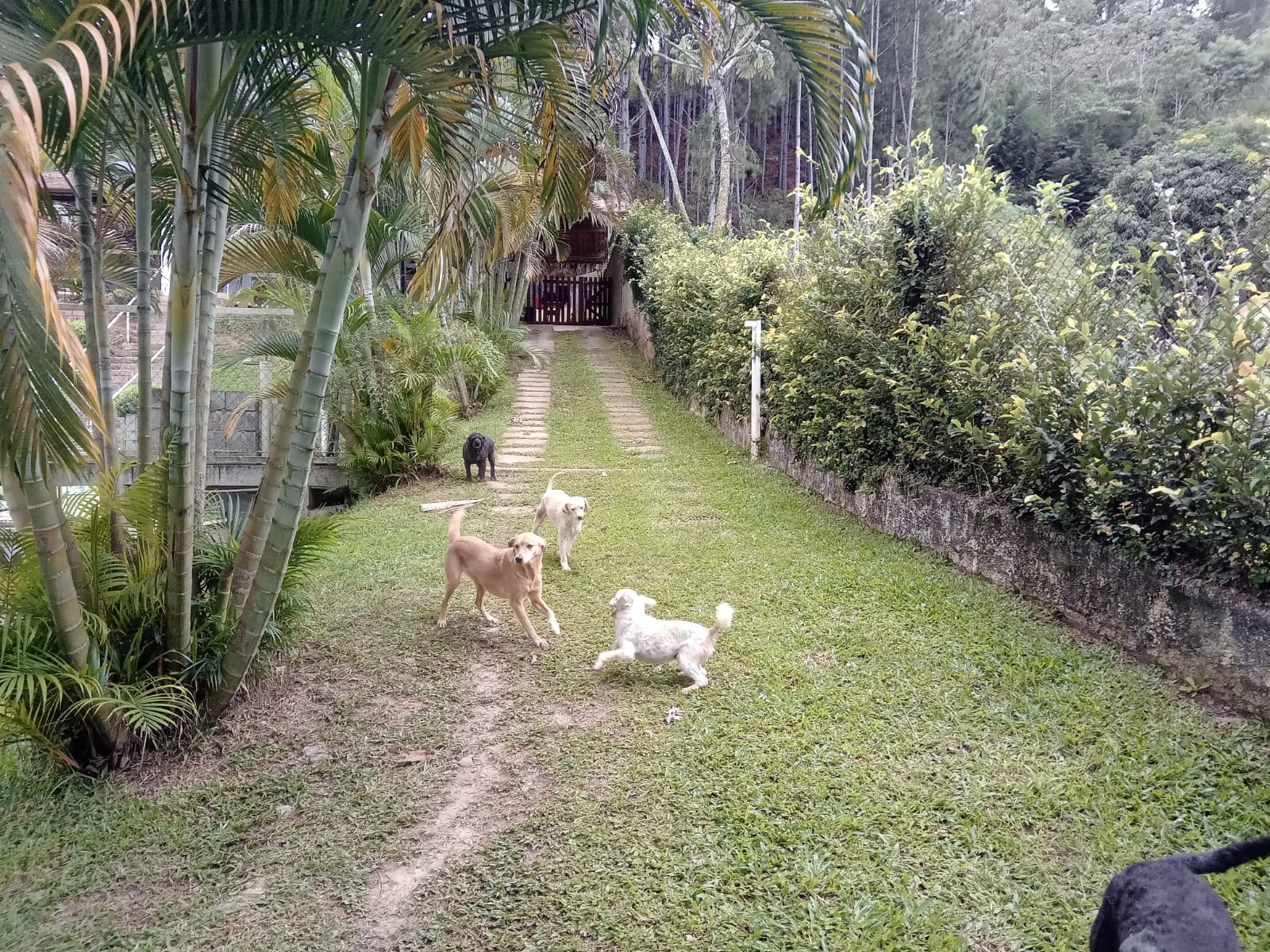 Chácara, 3 quartos, 1450 m² - Foto 7