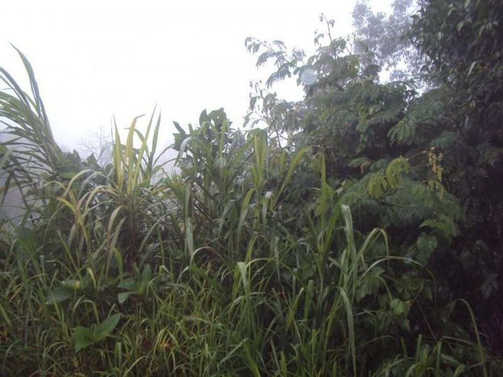 Terreno, 300 m² - Foto 3