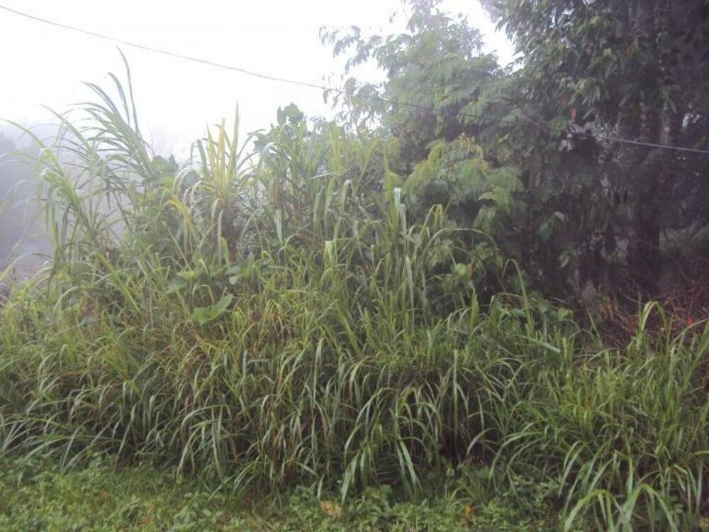 Terreno, 300 m² - Foto 13