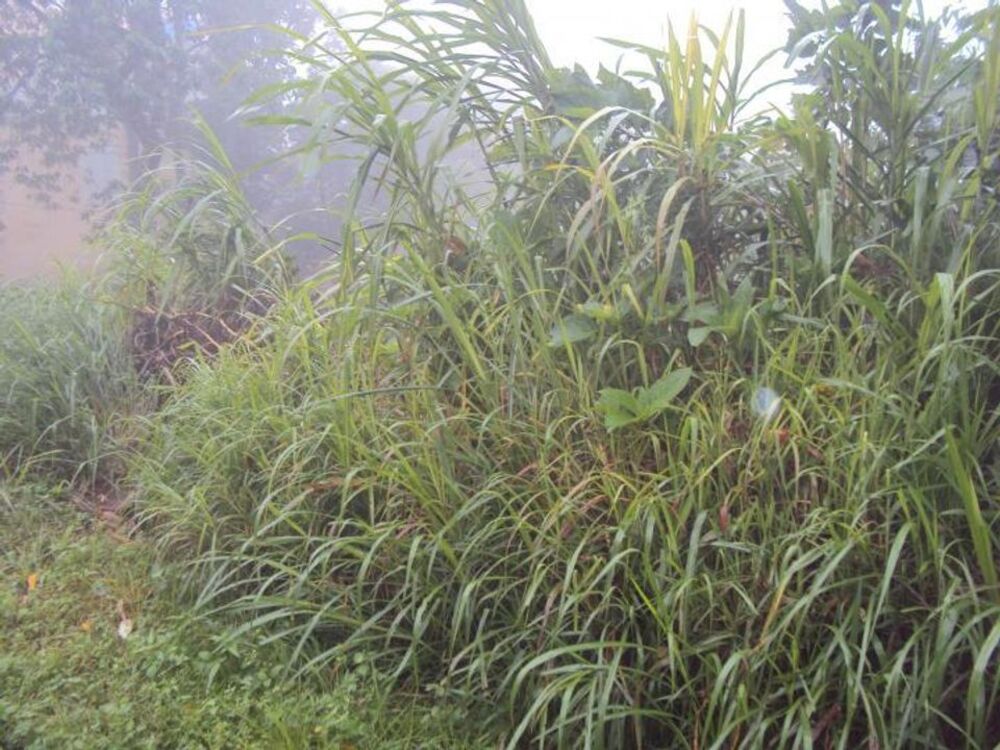 Terreno, 300 m² - Foto 1