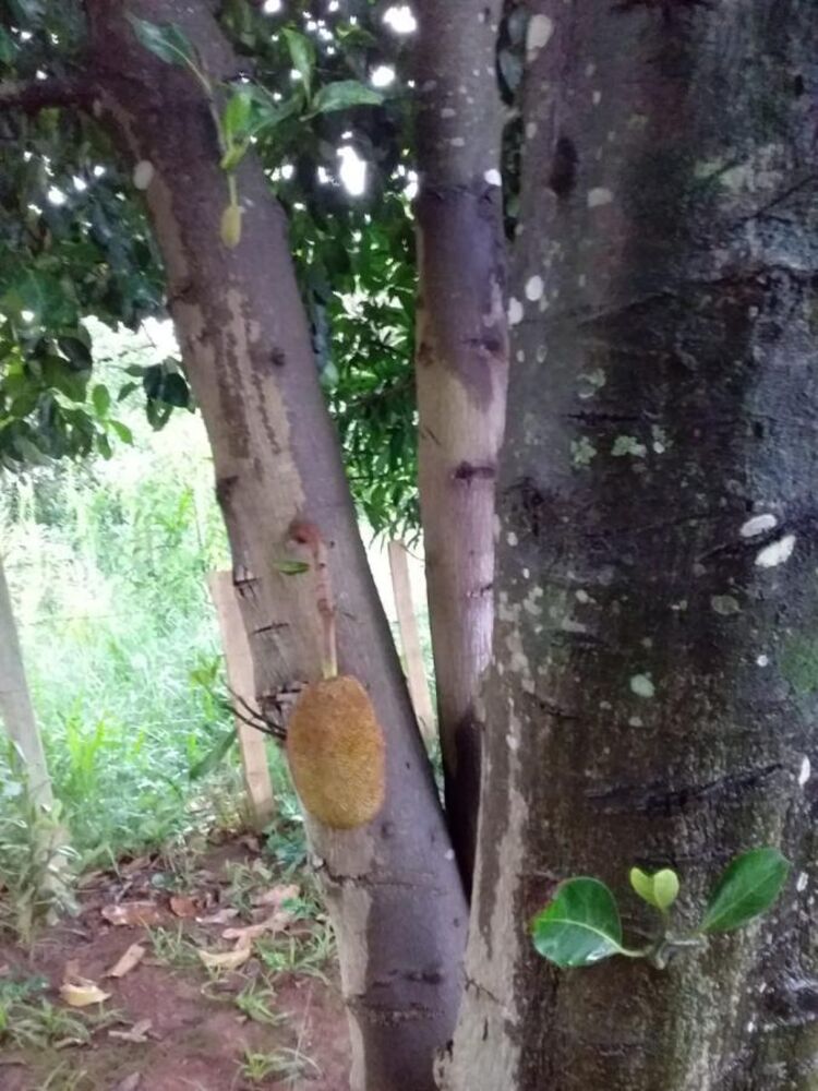 Sobrado à venda com 2 quartos, 100m² - Foto 3