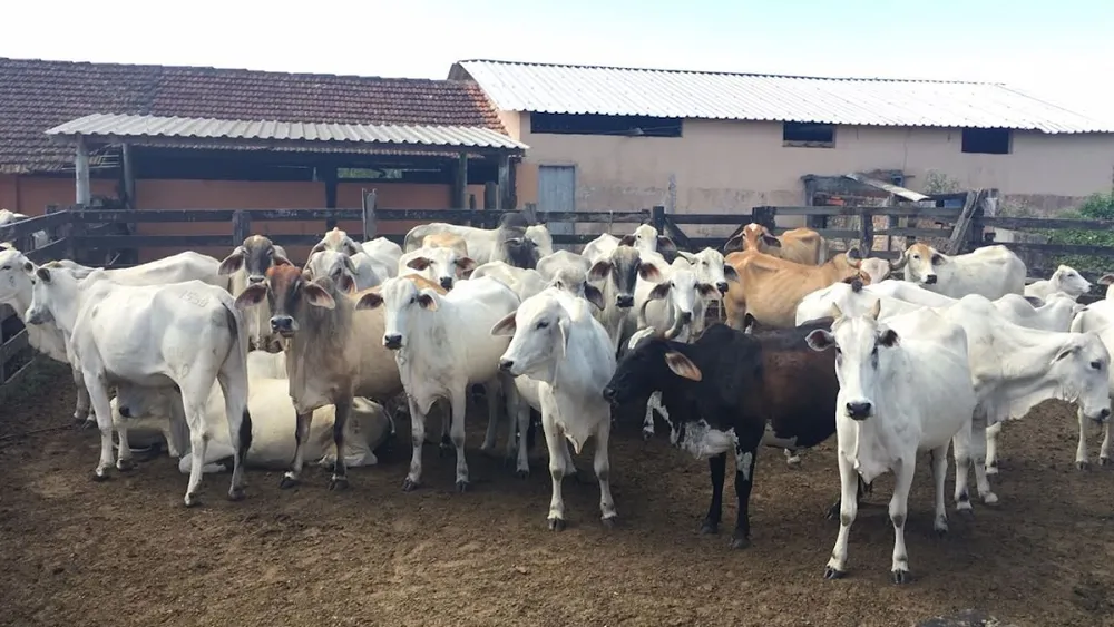 Fazenda, 252 hectares - Foto 8