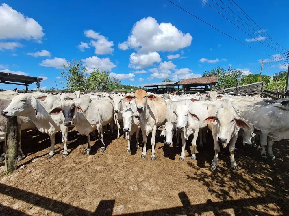 Fazenda, 252 hectares - Foto 66