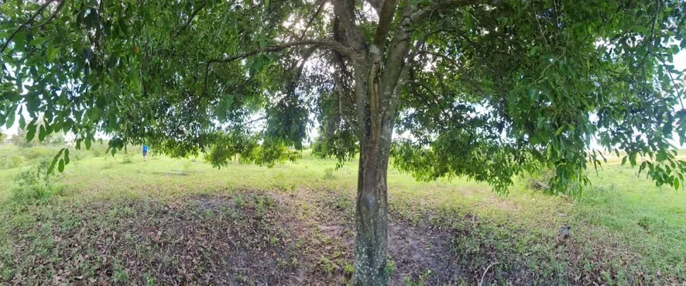 Fazenda, 252 hectares - Foto 57