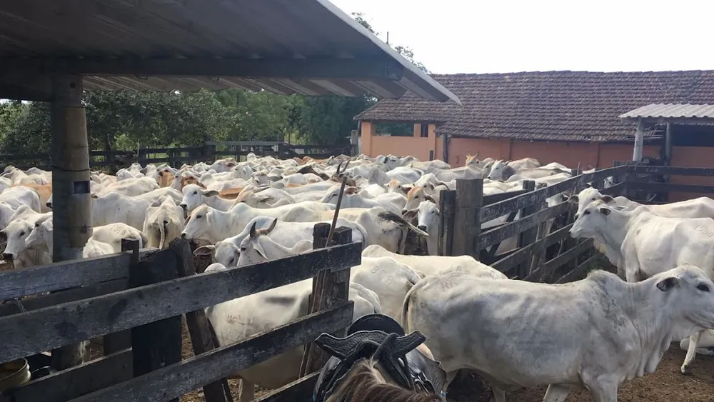 Fazenda, 252 hectares - Foto 14