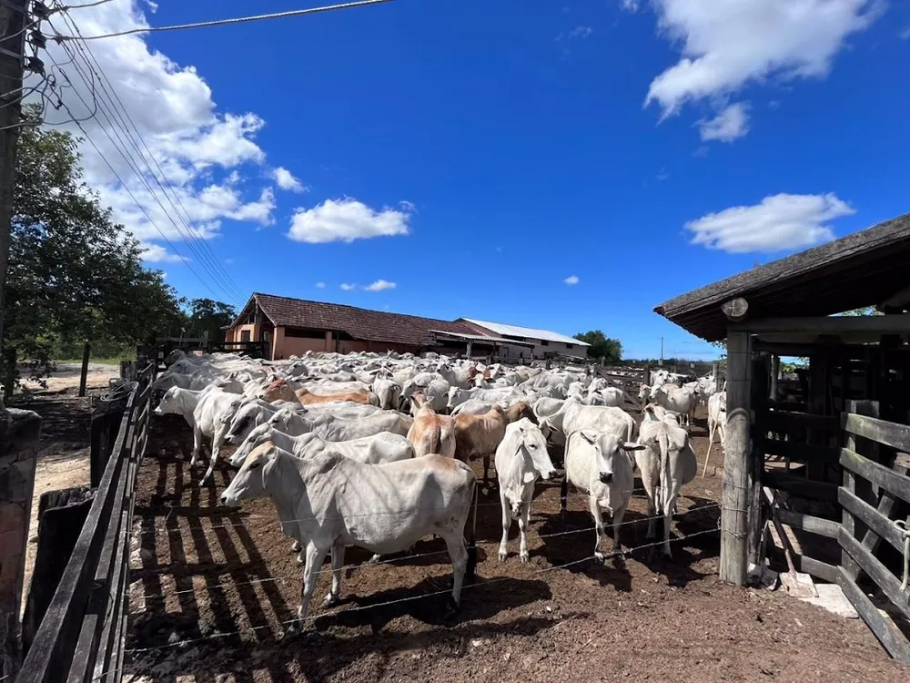 Fazenda, 252 hectares - Foto 39