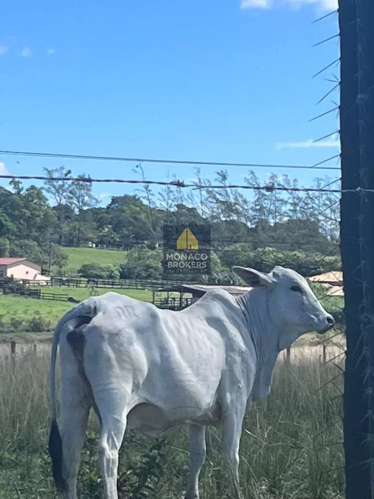 Fazenda, 252 hectares - Foto 33