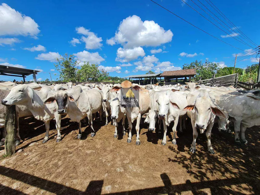 Fazenda, 252 hectares - Foto 66