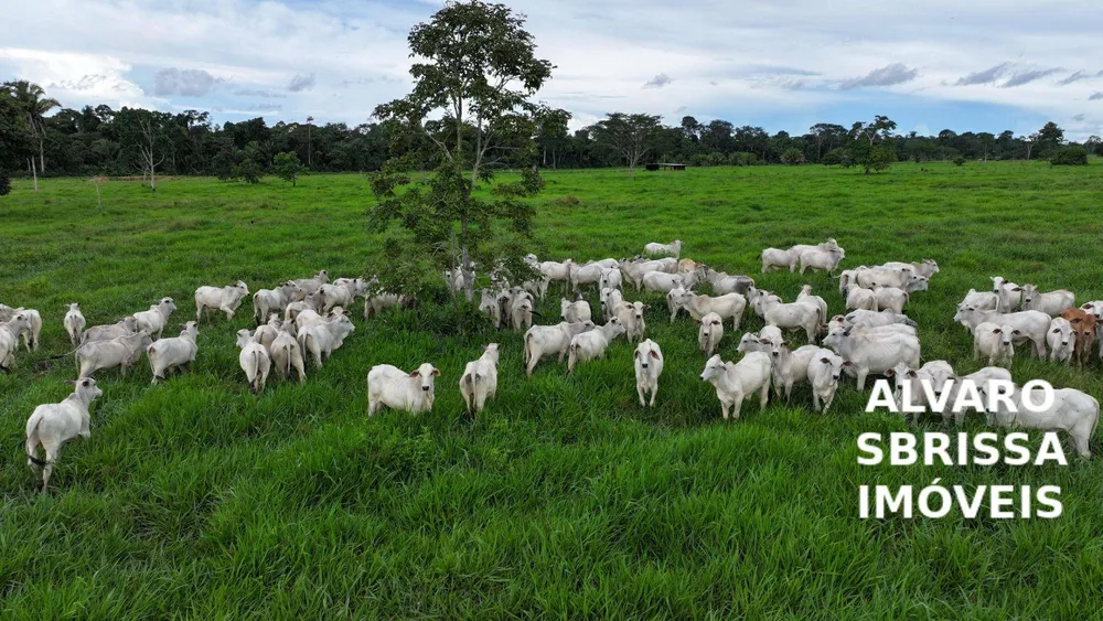 Fazenda, 1888 hectares - Foto 6
