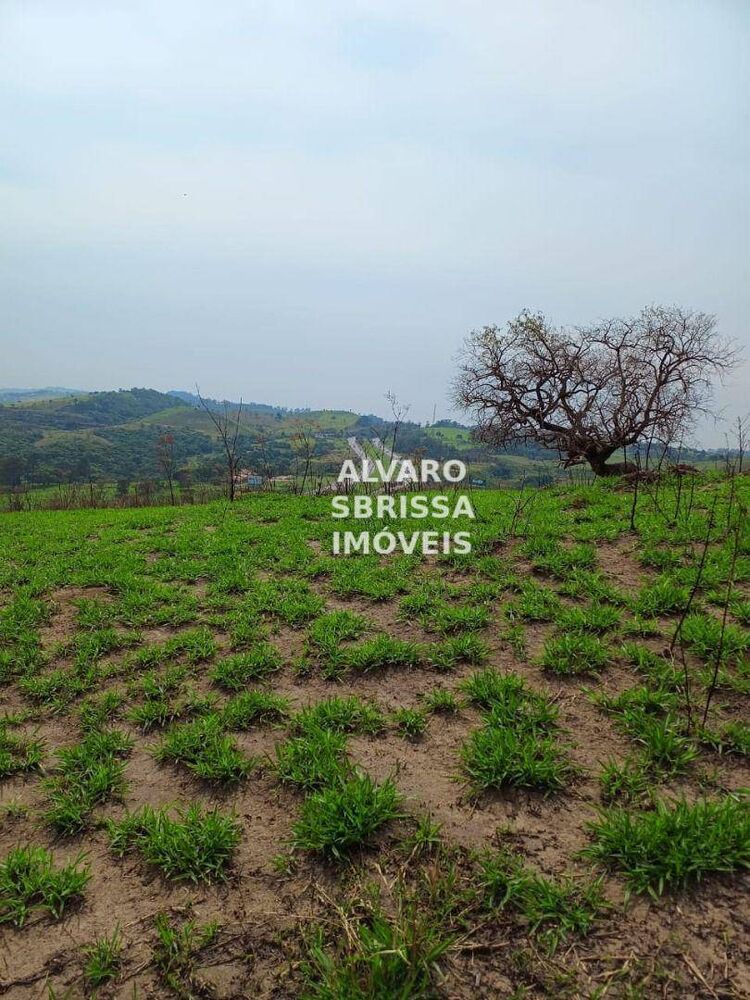 Terreno, 310 hectares - Foto 4
