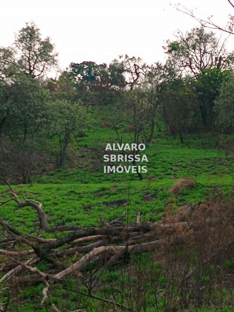 Terreno, 310 hectares - Foto 2