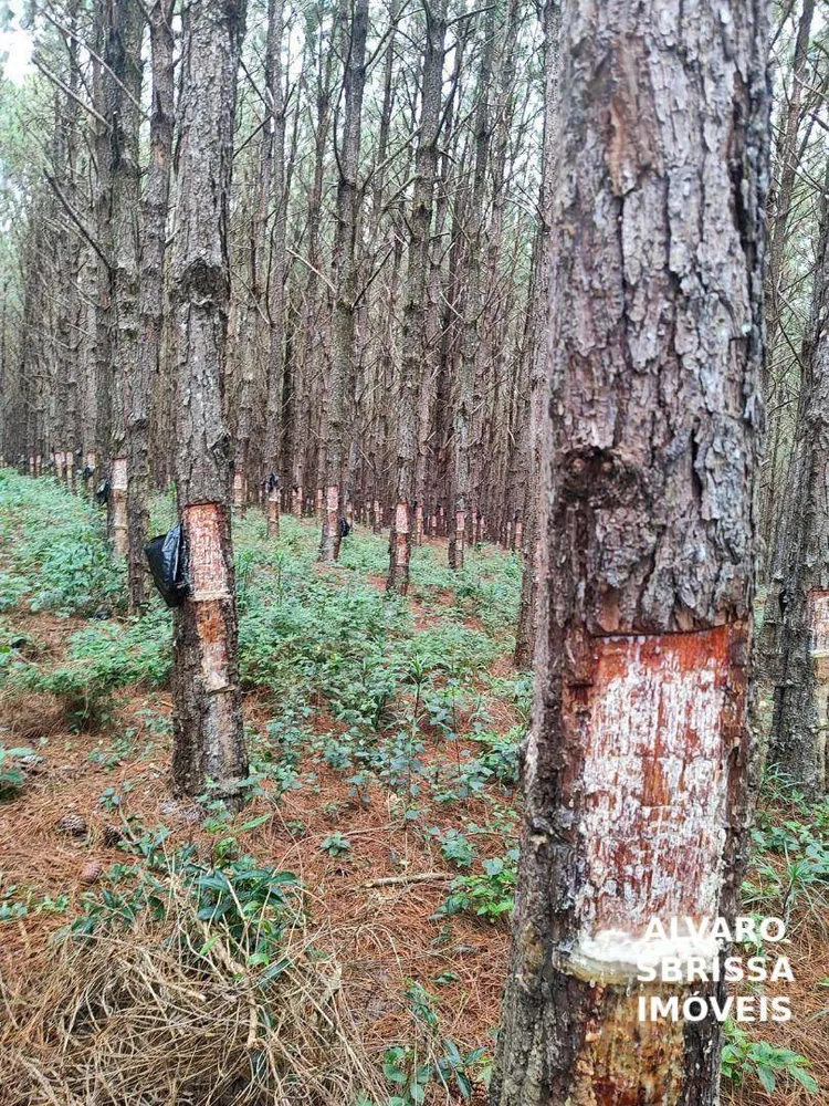 Fazenda, 549 hectares - Foto 11