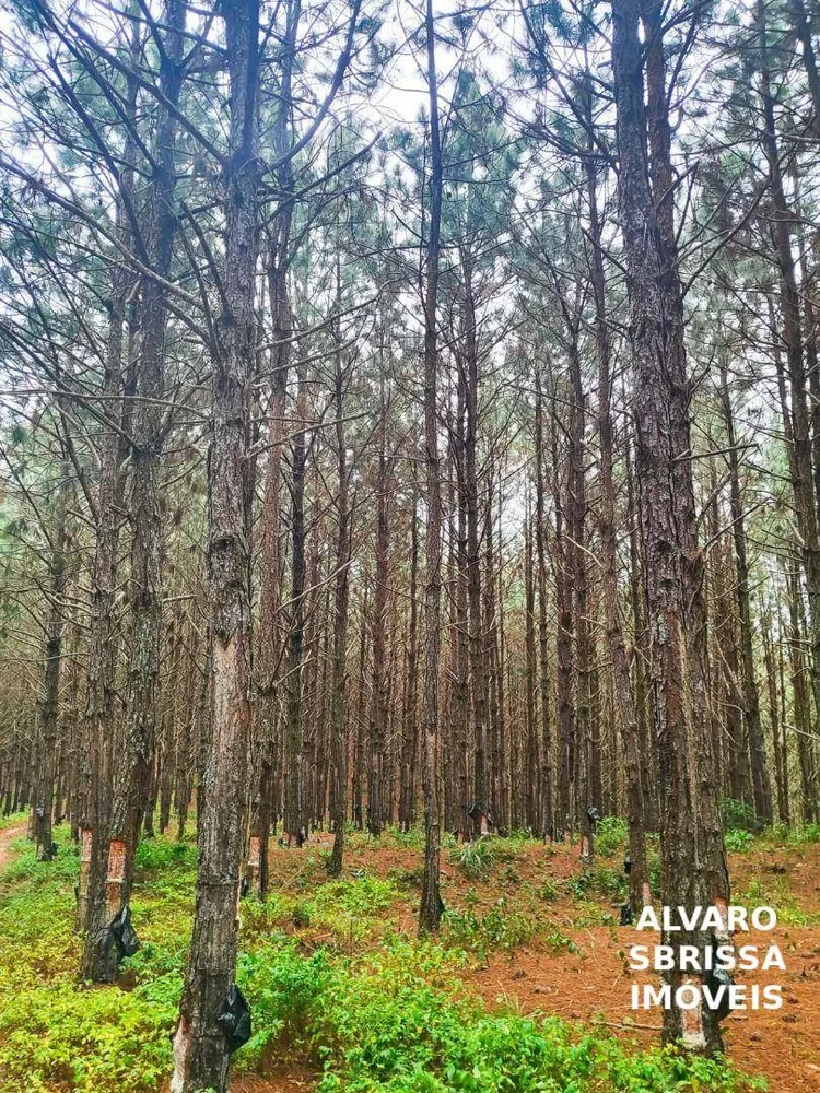 Fazenda, 549 hectares - Foto 8