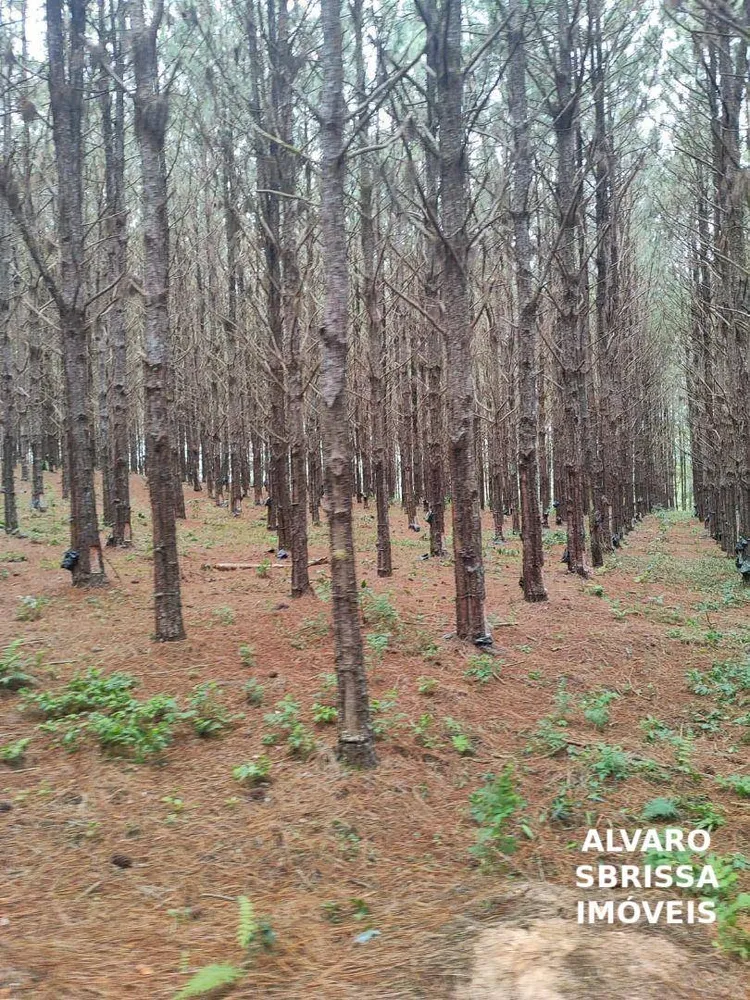 Fazenda, 549 hectares - Foto 9