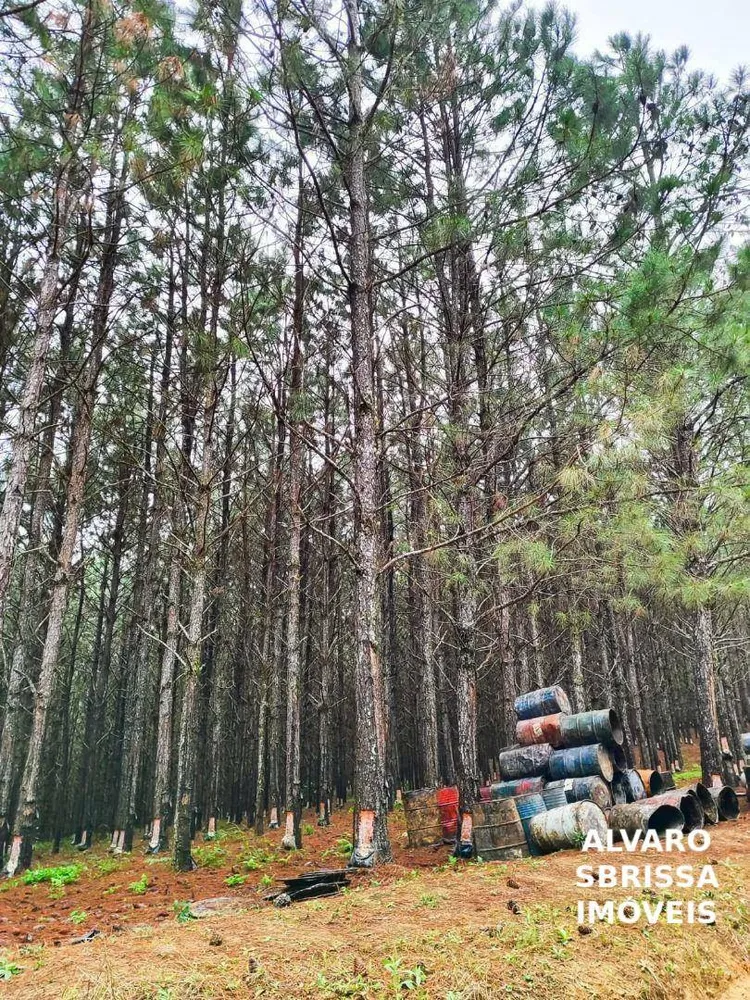 Fazenda, 549 hectares - Foto 4