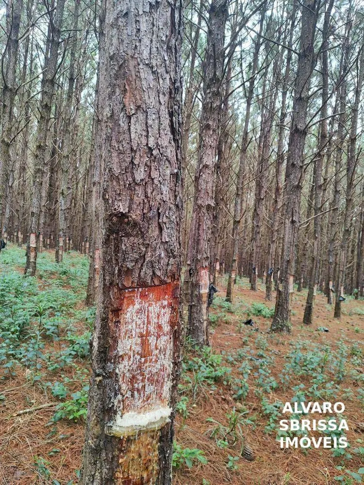 Fazenda, 549 hectares - Foto 12