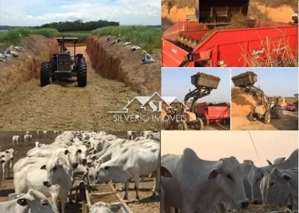 Fazenda-Sítio-Chácara, 1200 hectares - Foto 18