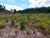Terreno, 2 hectares - Foto 17