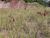 Terreno, 2 hectares - Foto 6